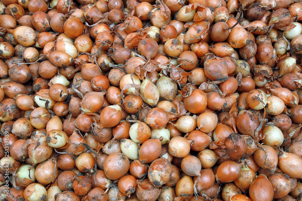 pile of onions pile of onions