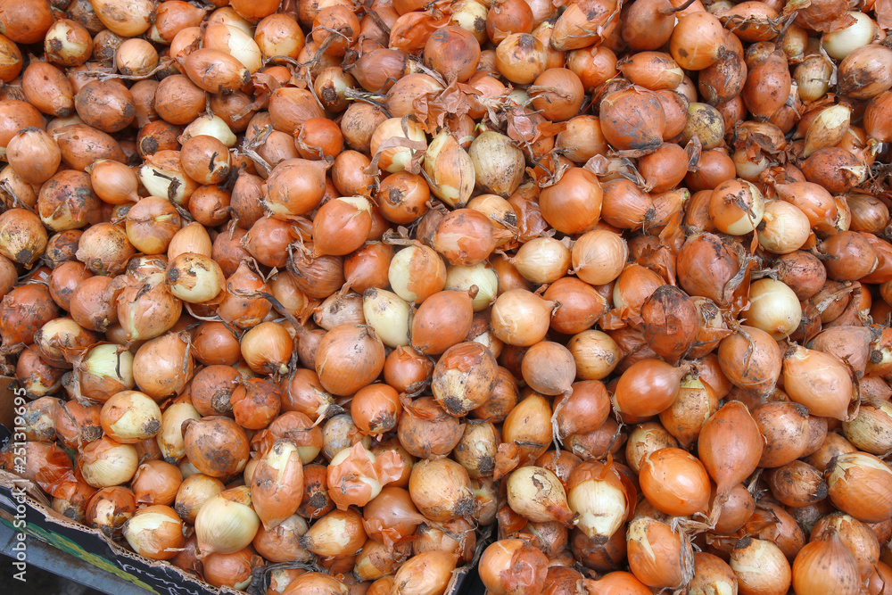 onions in the market onions in the market