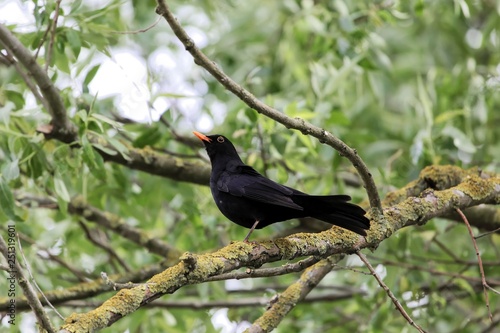 Common blackbird (Turdus merula) © ChrWeiss