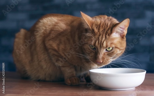 Close-up of a ginger cat eating from a white food dish. 