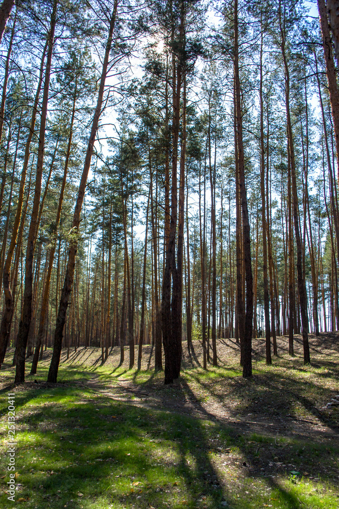 Obraz premium Spring renewed forest in the morning.