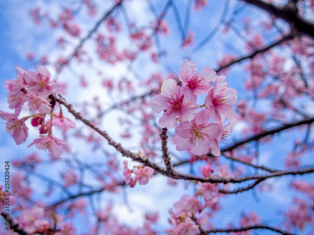 【静岡県伊豆の国市】満開の桜【城山桜】 【静岡県伊豆の国市】満開の桜【城山桜】