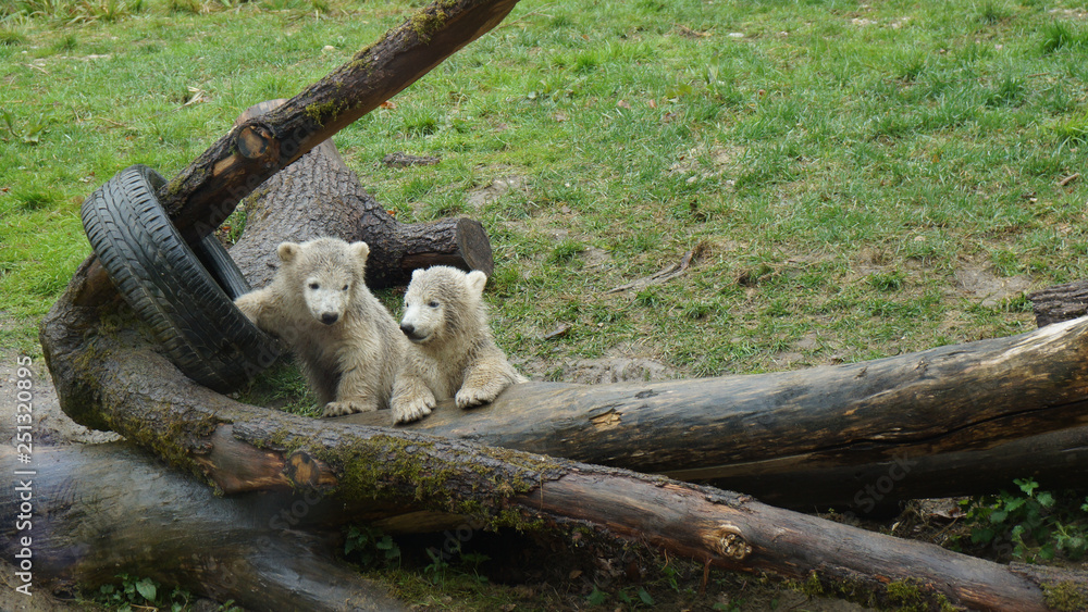Polar bear babys plaing on logs with car tire Polar bear babys plaing on logs with car tire