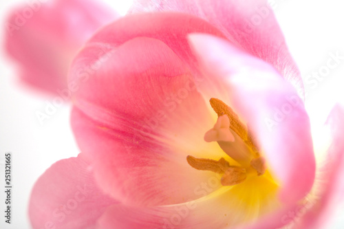 Spring flowers. Pink blooming tulips close up. © Julia Sedaeva 