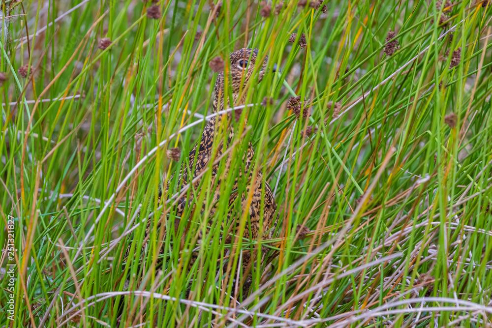 Red Grouse (Lagopus lagopus) in natural habitat of heather, grasses and reeds on Grouse Moor.  Horizontal
