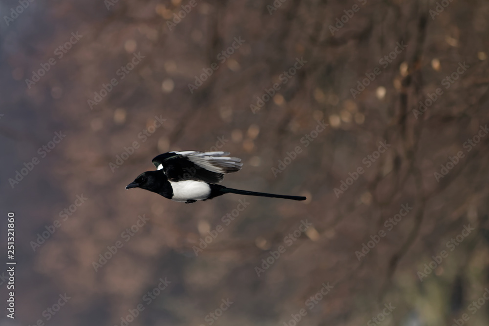 Sroka pospolita (pica pica) w Parku Śląskim Sroka pospolita (pica pica) w Parku Śląskim