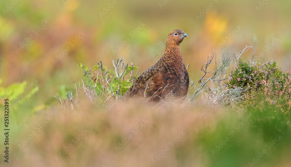 Red Grouse (Lagopus lagopus) in natural habitat of heather, grasses and reeds on Grouse Moor. Horizontal Red Grouse (Lagopus lagopus) in natural habitat of heather, grasses and reeds on Grouse Moor. Horizontal