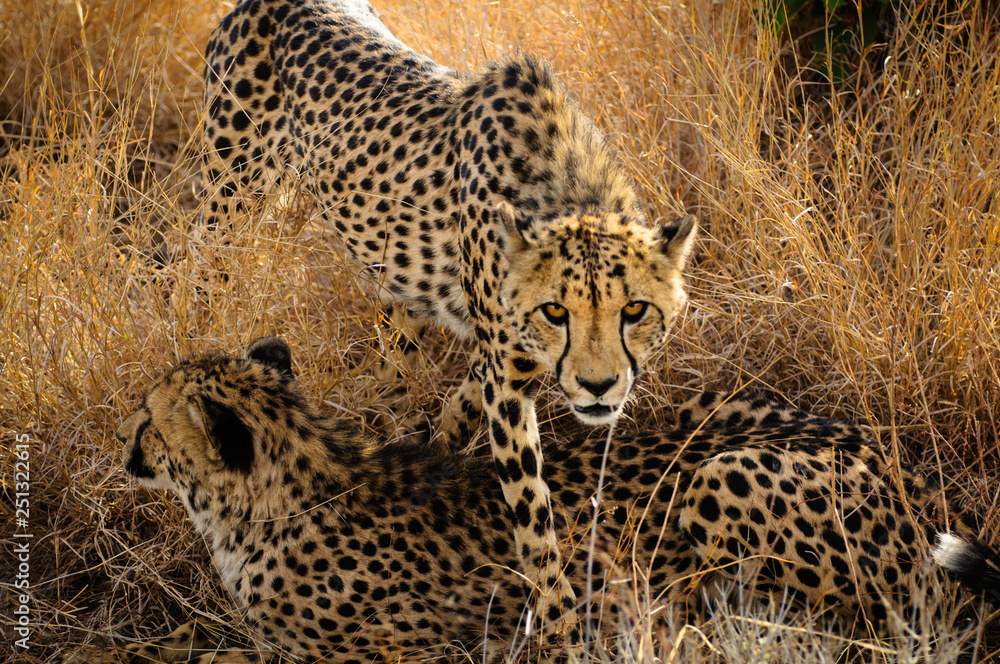 Naklejka premium Cheetah Stalking