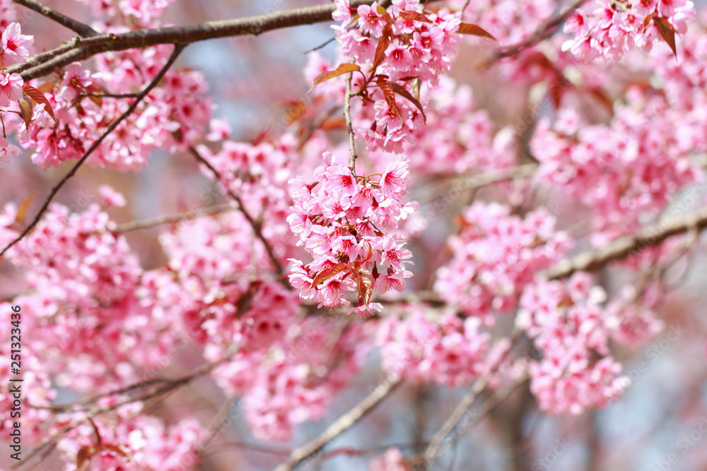 Wild Himalayan Cherry Blossoms in spring season (Prunus cerasoides), Sakura in Thailand, selective focus, Phu Lom Lo, Loei, Thailand. Wild Himalayan Cherry Blossoms in spring season (Prunus cerasoides), Sakura in Thailand, selective focus, Phu Lom Lo, Loei, Thailand.