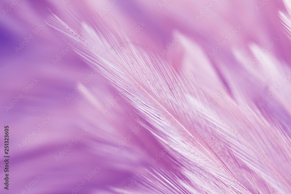 Obraz premium Fioletowe pióra z kurczaka w stylu miękkim i rozmycie tła