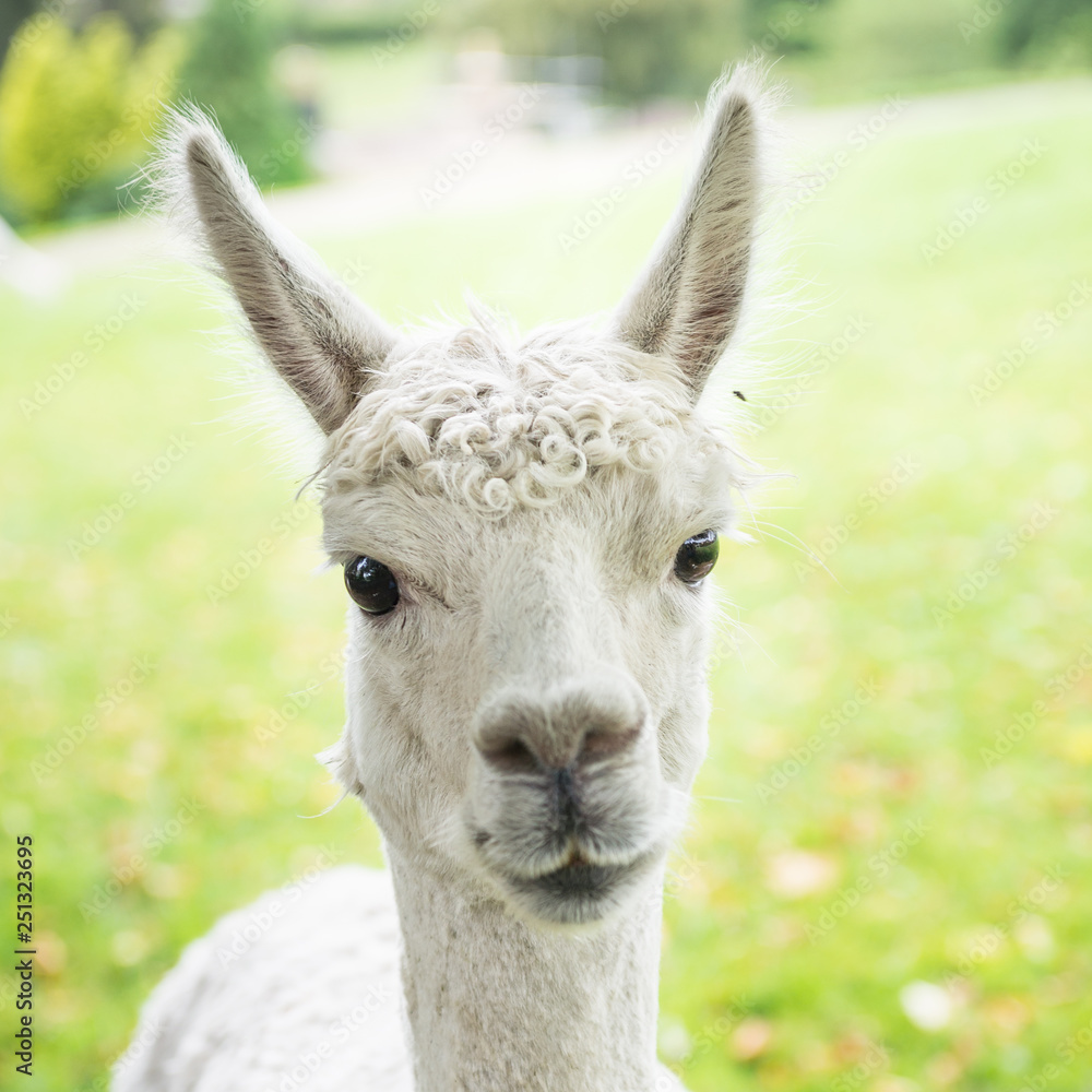 Cute and Sheared Lllamas in English countryside. Cute and Sheared Lllamas in English countryside.