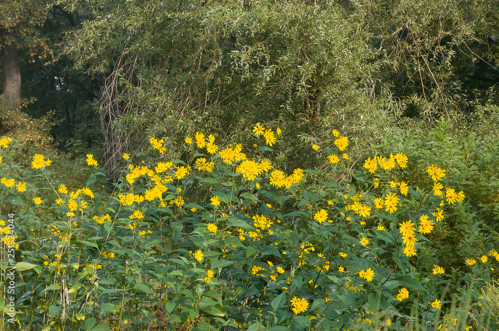 Obraz premium Yellow Helianthus tuberosus or Jerusalem Artichoke flowers growing near the forest