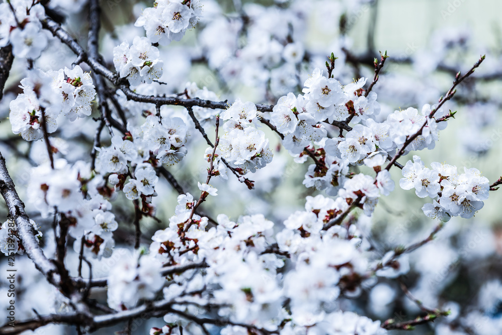 Apricot tree flower seasonal floral nature background Apricot tree flower seasonal floral nature background