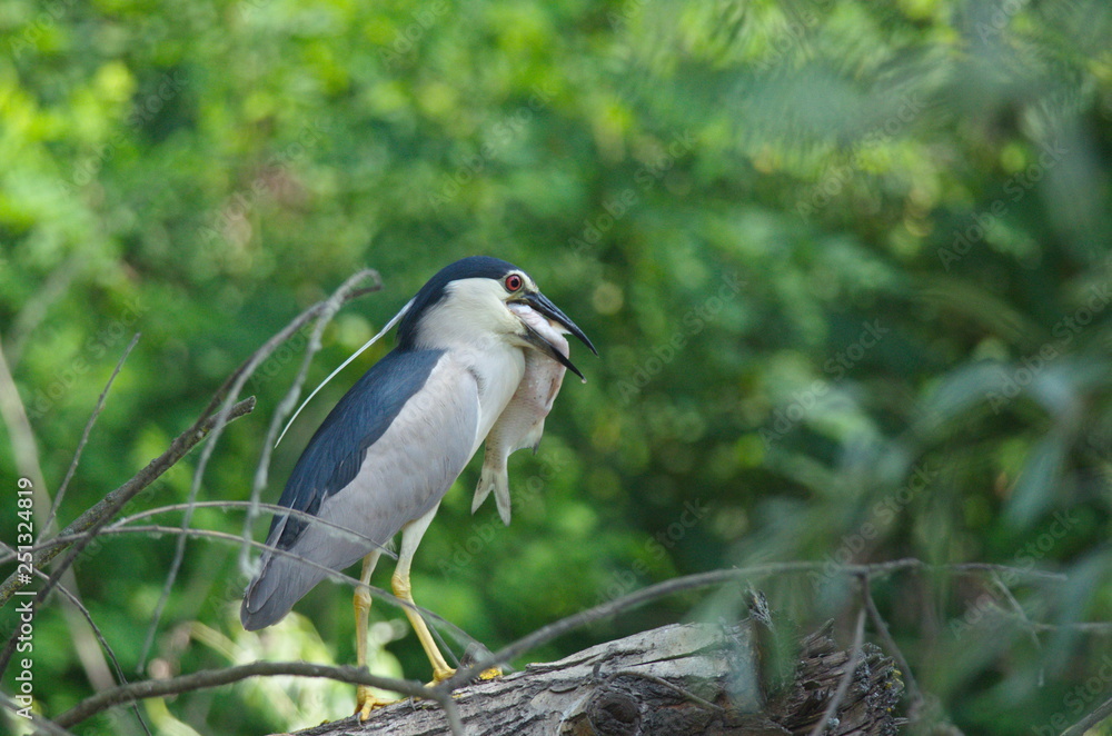 Fototapeta premium Night Heron (Nycticorax nycticorax) 