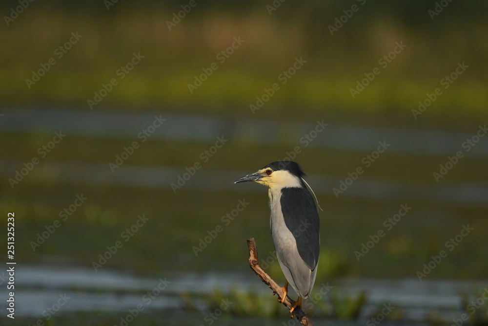Night Heron (Nycticorax nycticorax) Night Heron (Nycticorax nycticorax)