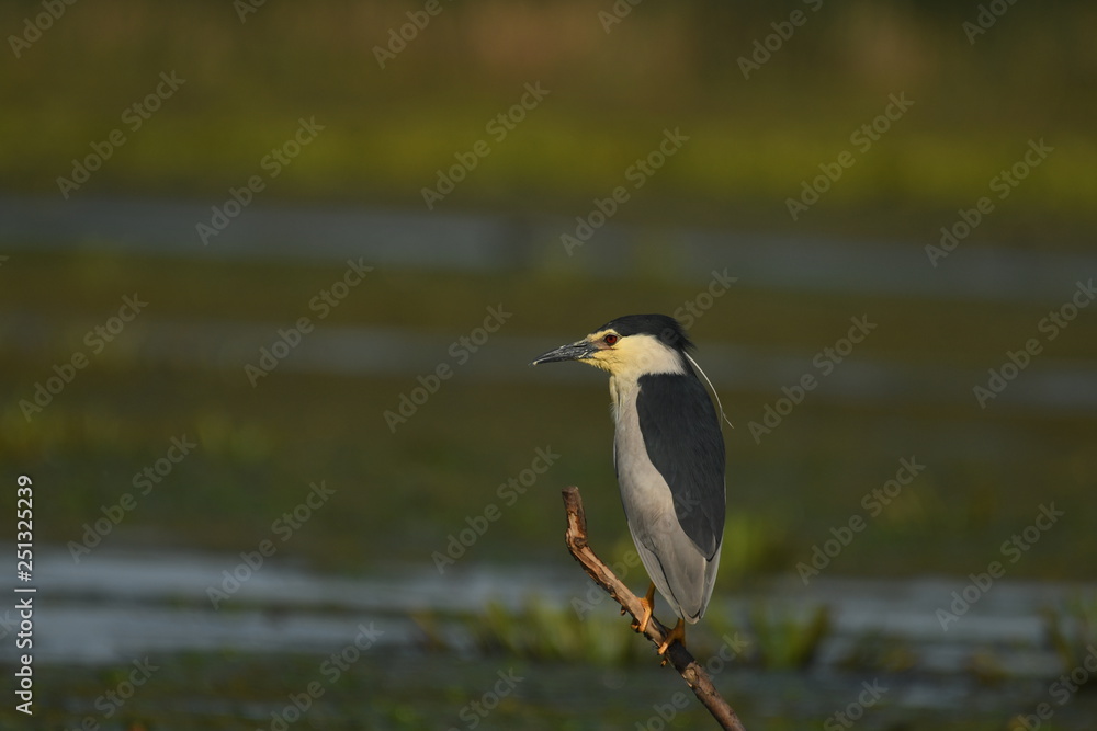 Night Heron (Nycticorax nycticorax) Night Heron (Nycticorax nycticorax)