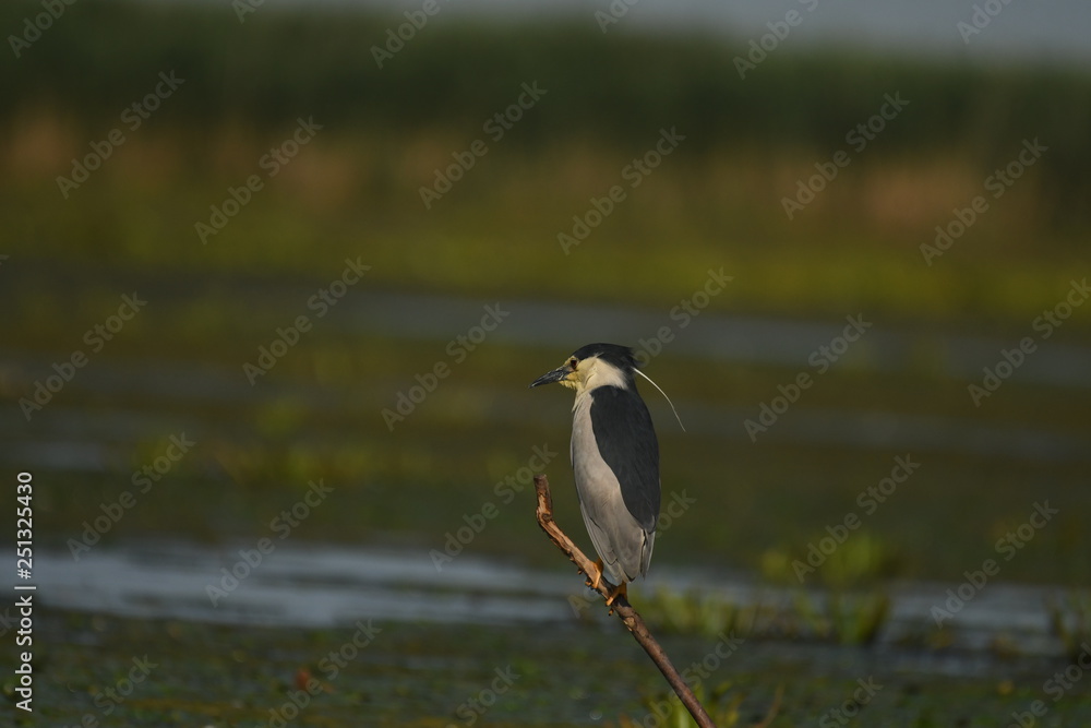 Night Heron (Nycticorax nycticorax) Night Heron (Nycticorax nycticorax)