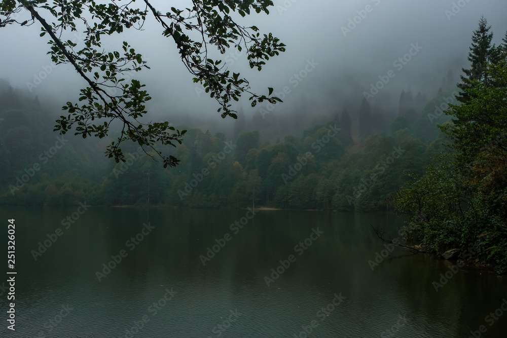 forest in the mountain among fog in border of the lake forest in the mountain among fog in border of the lake