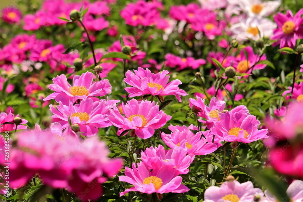 美しい芍薬の花 美しい芍薬の花
