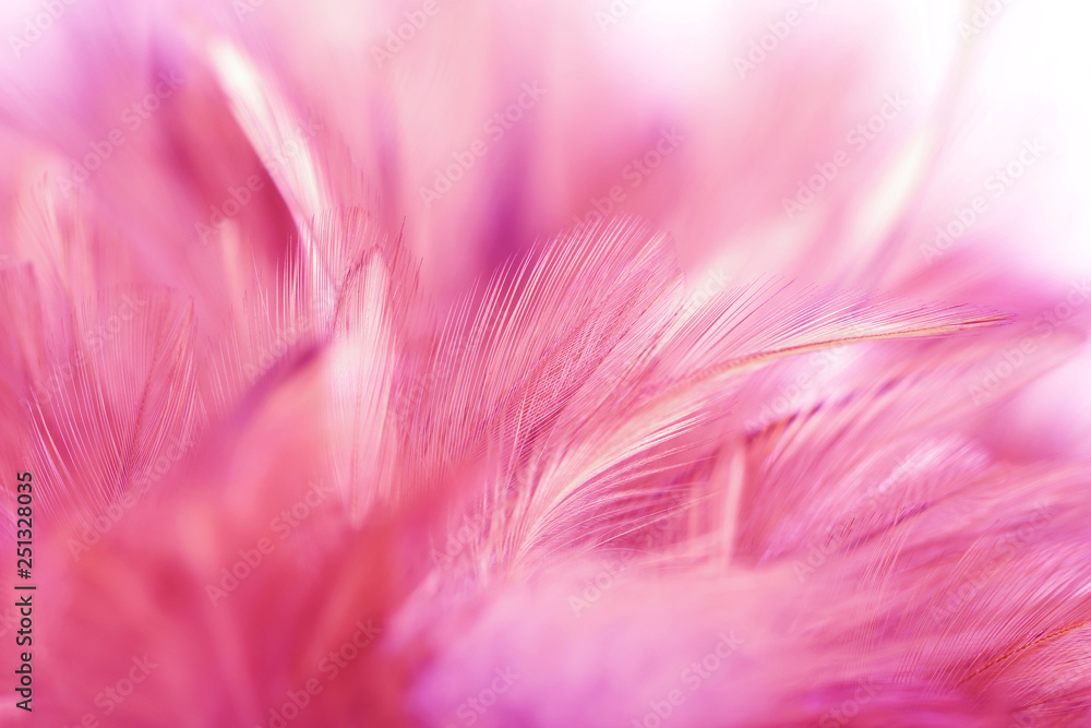 Pink chicken feathers in soft and blur style for background and art design Pink chicken feathers in soft and blur style for background and art design