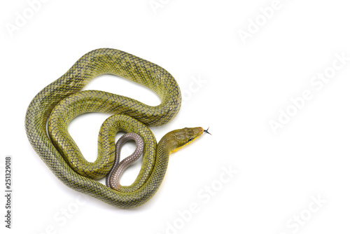 The red-tailed green ratsnake isolated on white background