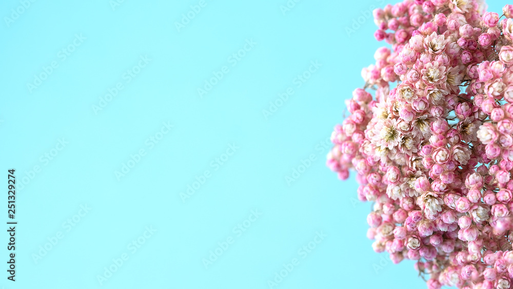 Fototapeta premium A beautiful sprig pink flowers on a blue background.