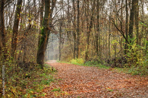 Autumn in the forest