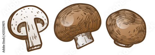 Hand drawn illustration sketch style champignon mushroom composition icons set. Vector icons for web design. Farm fresh food isolated on white background. Doodle style mushroom