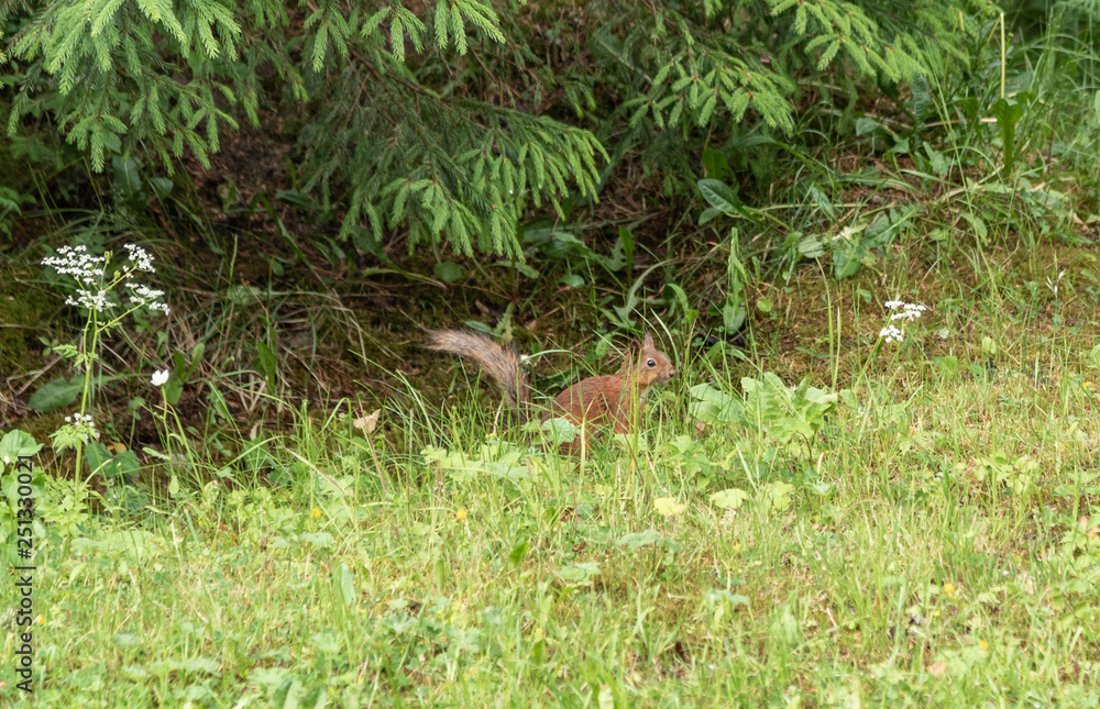 squirrel in green grass squirrel in green grass