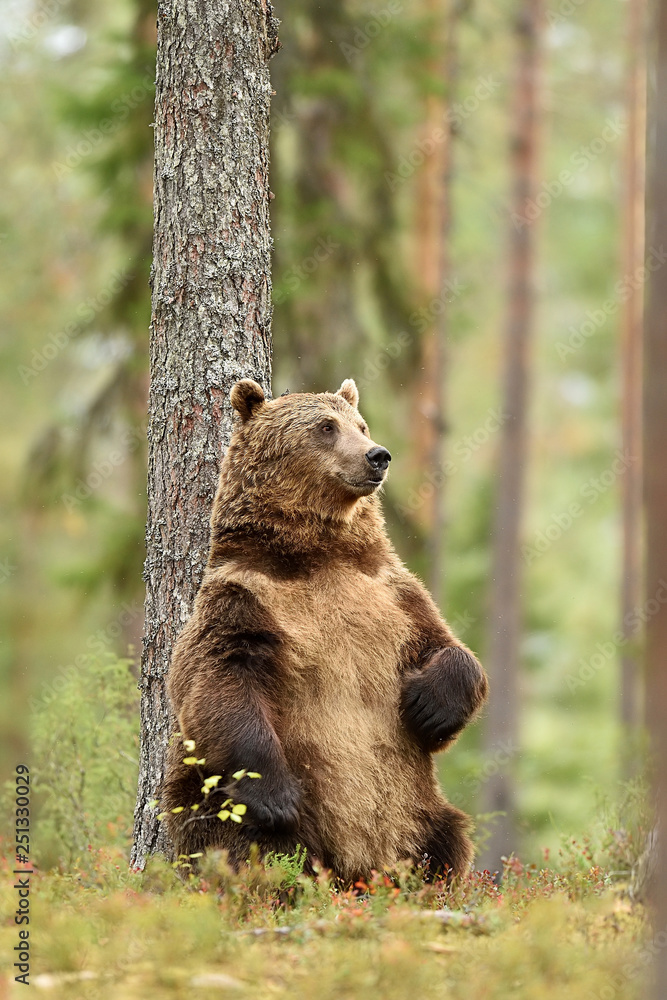 bear in forest environment, sitting bear