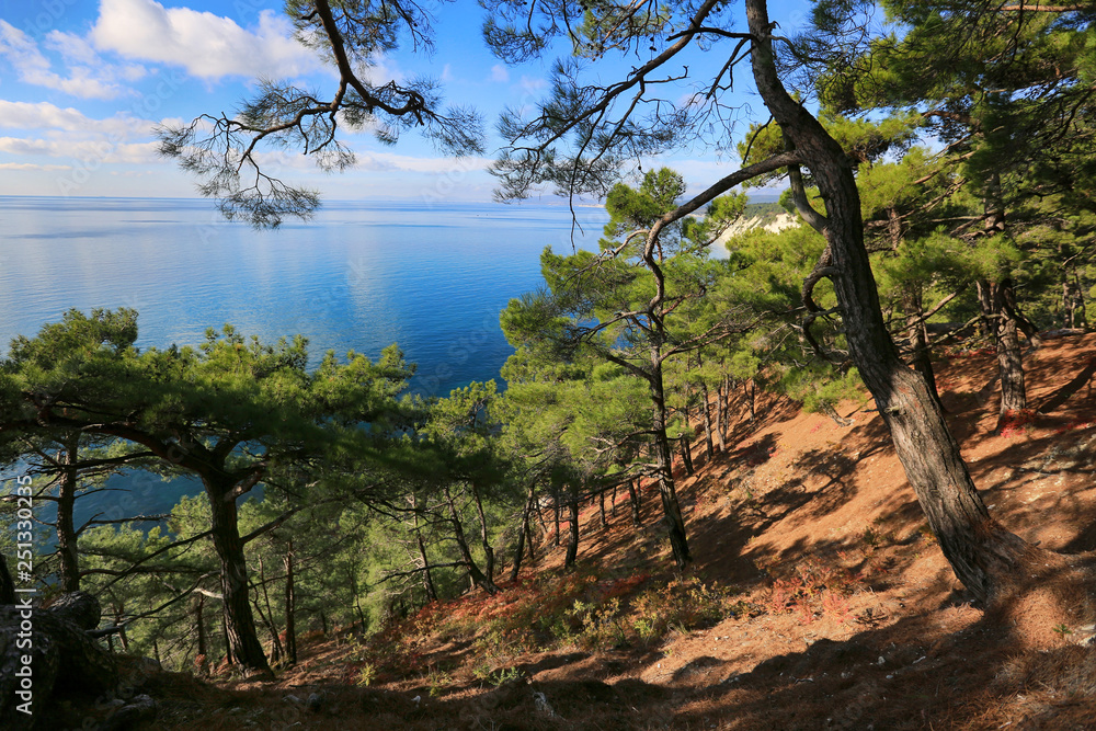 Fototapeta premium Beautiful seascape through pine green forest