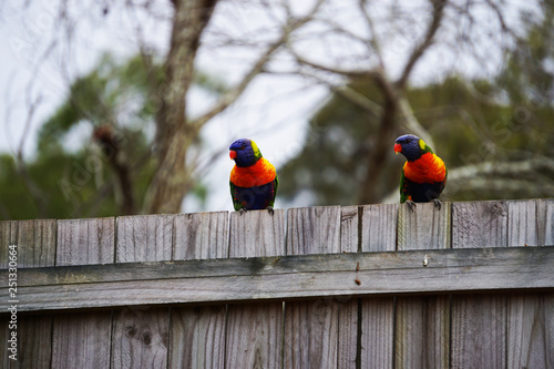 parrots on fence