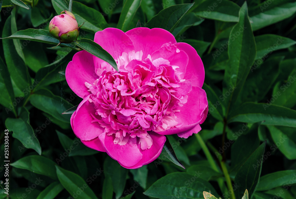 Beautiful peony flower on a background of green leaves Beautiful peony flower on a background of green leaves