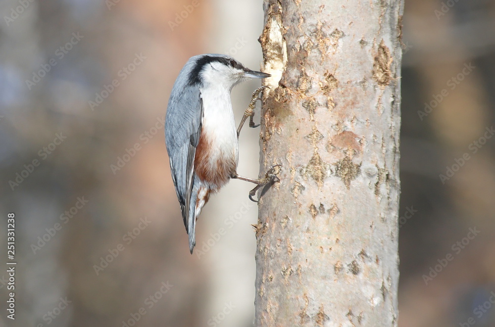 Naklejka premium Nuthatch on the tree is looking for food.