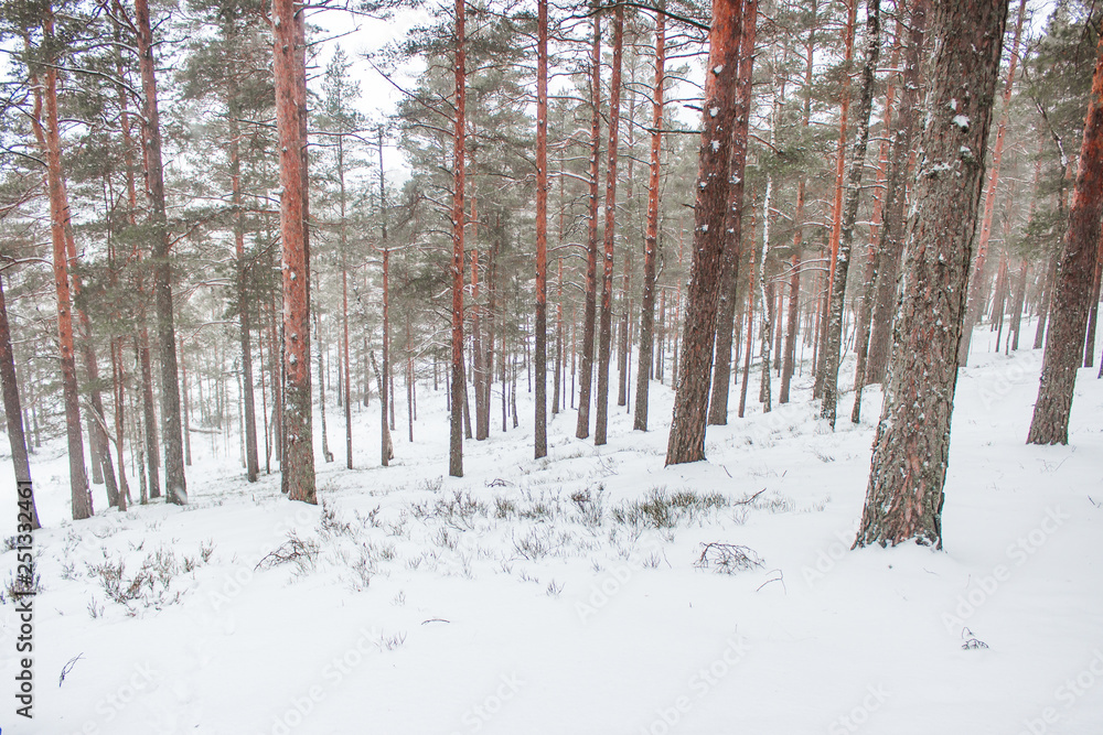 Winter forest with pines in snow.