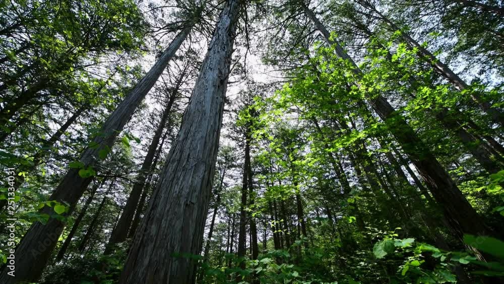 赤沢自然休養林のヒノキの森