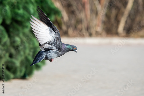 Pigeon Dove in the city streets Urban Birds Flying Sitting Wildlife Feathers Wings