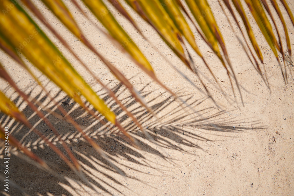 Obraz premium Palme Natur Meer