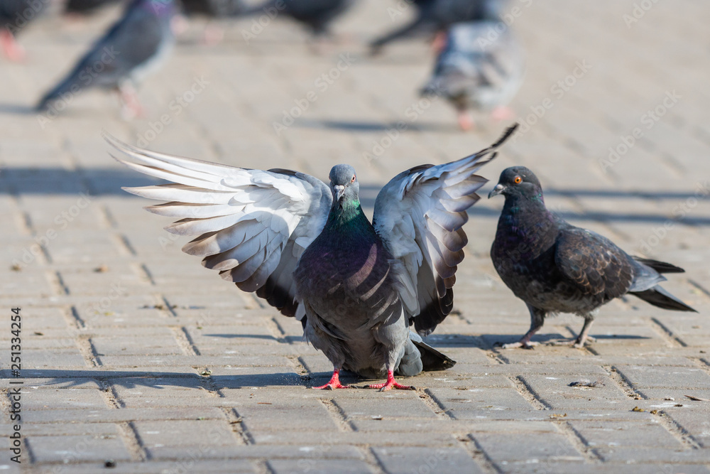 Obraz premium Pigeon Dove in the city streets Urban Birds Flying Sitting Wildlife Feathers Wings