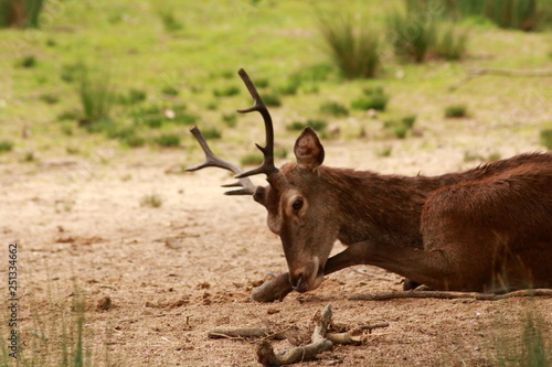 Photos Deer, wildlife at Mafra, Portugal