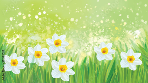 Vector daffodil flowers on spring, green, bokeh  background.