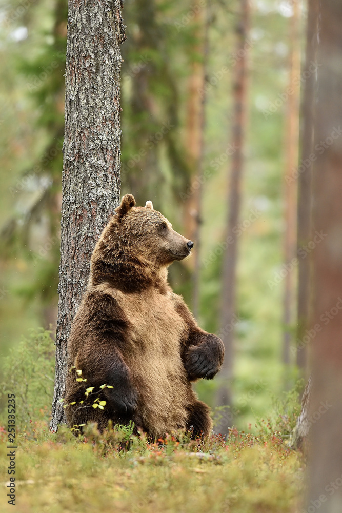 Fototapeta premium bear standing against a tree in forest
