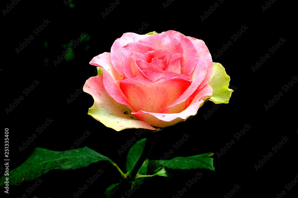 pink rose on white background pink rose on white background
