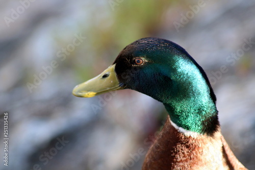 Duck, ALenquer, Portugal photo