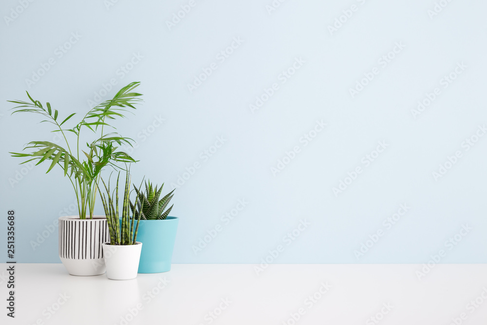 Plants on a shelf mock up. Plants on a shelf mock up.