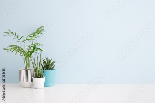 Plants on a shelf mock up.  © mallmo