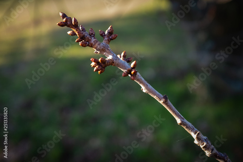 Bourgeons de cerisiers 