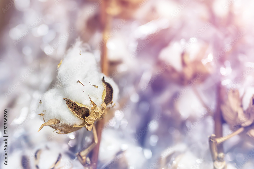 Close-up branch of white cotton flowers. Delicate dried cotton flowers bunch Close-up branch of white cotton flowers. Delicate dried cotton flowers bunch