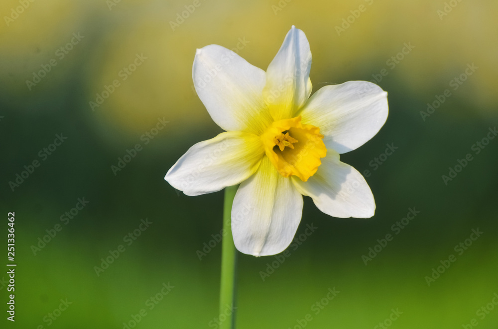 April, the first spring flowers, white and yellow daffodils in a green garden on a sunny meadow. Narcissus. April, the first spring flowers, white and yellow daffodils in a green garden on a sunny meadow. Narcissus.