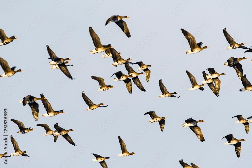 Obraz premium マガンの群飛(Greater white-fronted goose)